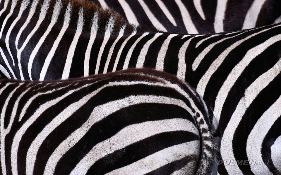 Plains zebra (Equus quagga)